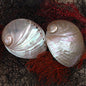 Haliotis laevigata polished small HLSHP