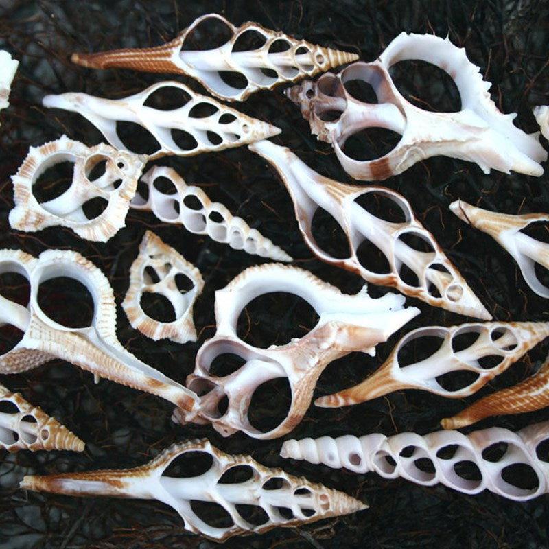 Sliced shells large mixed assortment