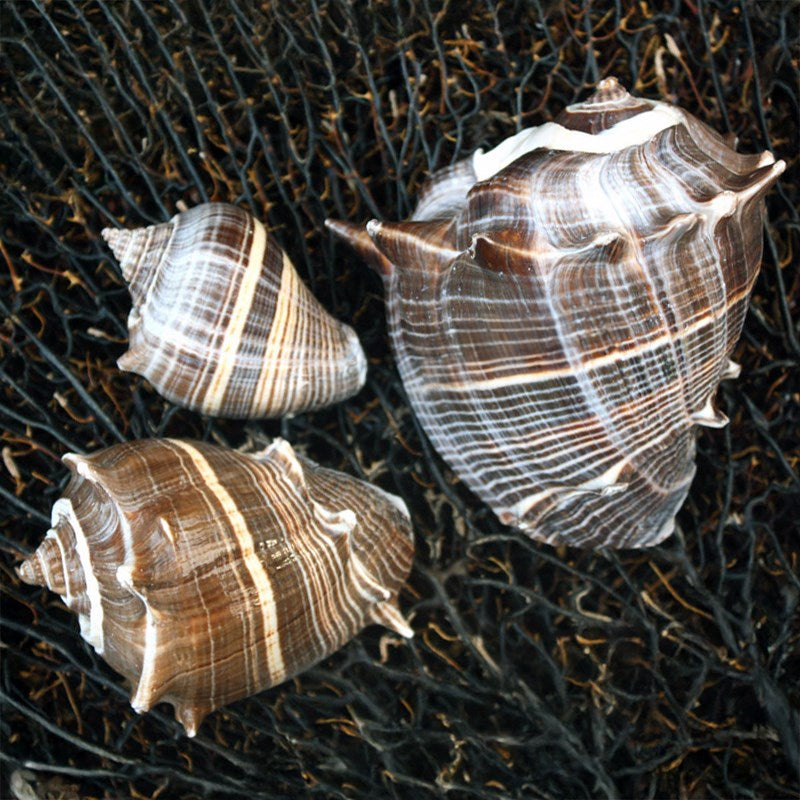 Melongena melongena