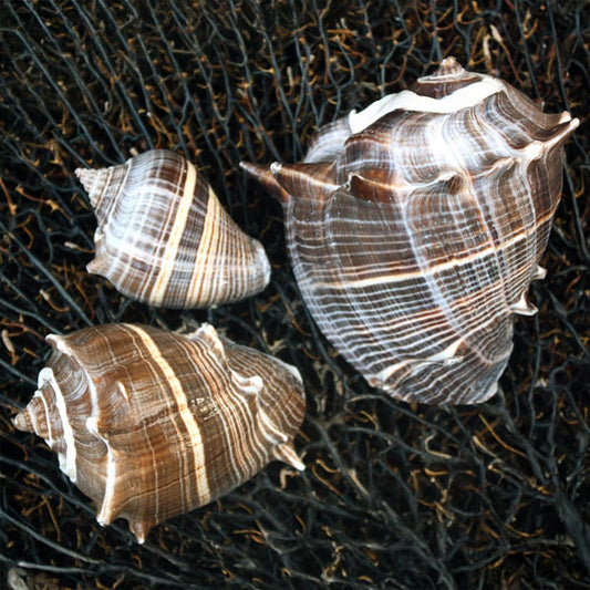 Melongena melongena