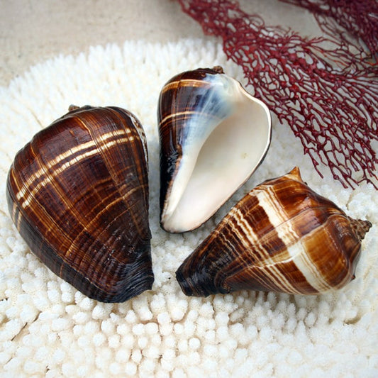 Melongena patula
