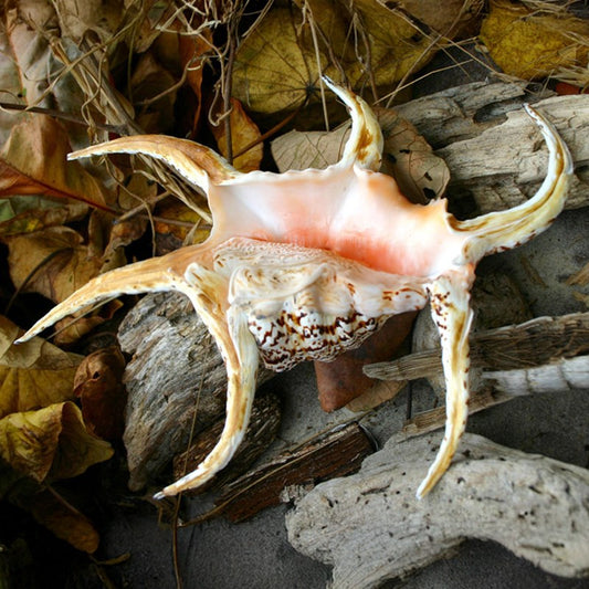 Lambis chiragra