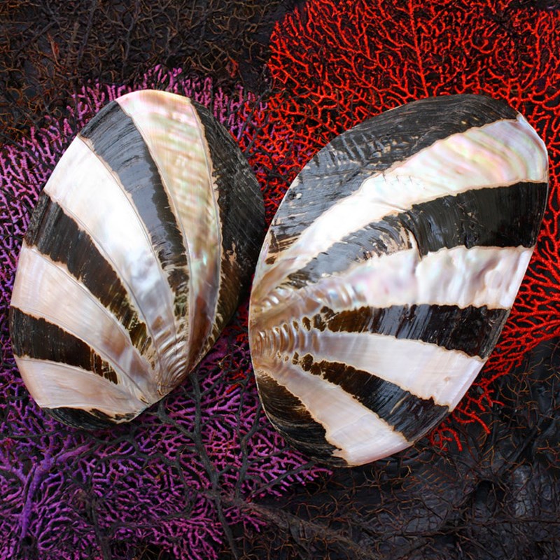 Mussel giant pink pearl dark stripe pair
