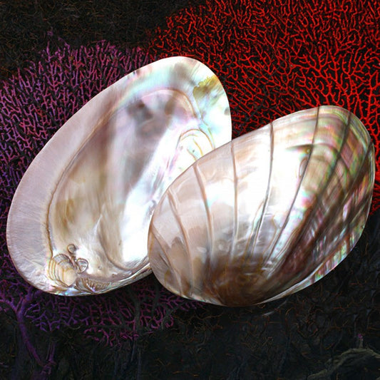 Mussel giant pink pearl grooved half