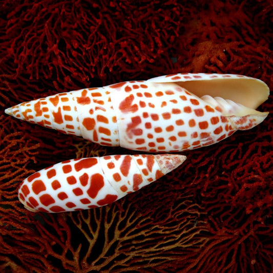 Mitra mitra