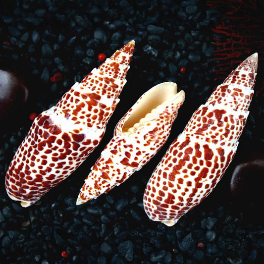Mitra papalis