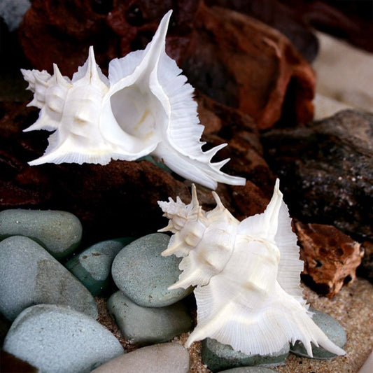 Murex alabaster