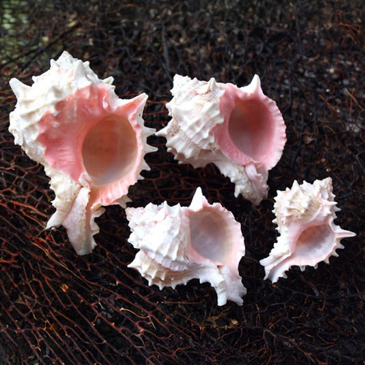 Murex erythrostomus