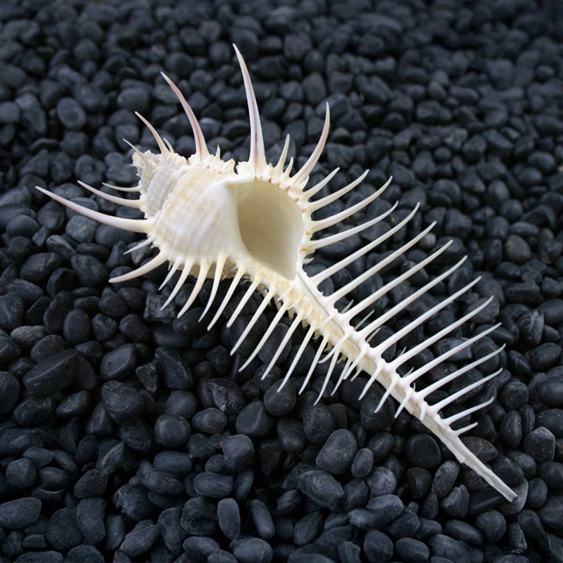 Murex pecten white