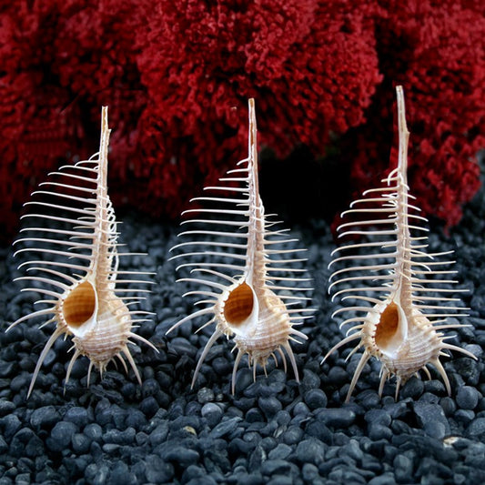 Murex pecten beige