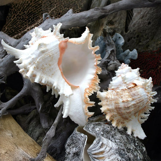 Murex ramosa