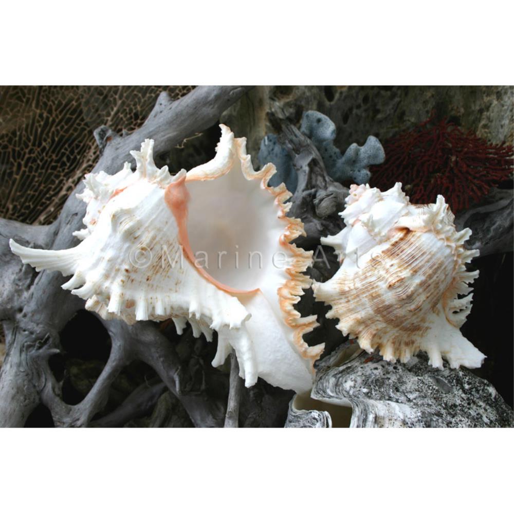 Murex ramosa B-grade