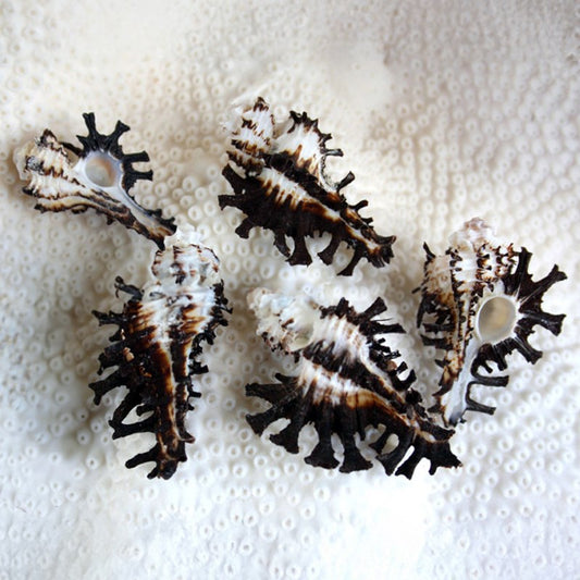 Murex scorpius