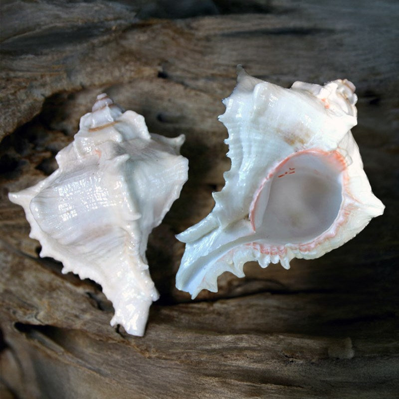 Murex virgineus