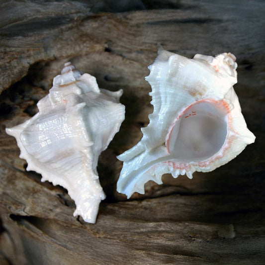 Murex virgineus