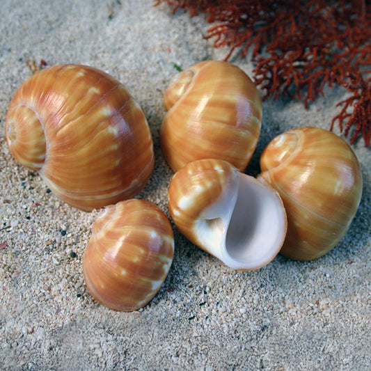 Natica stellata