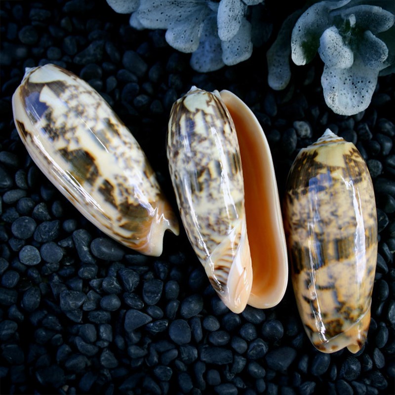 Oliva miniacea