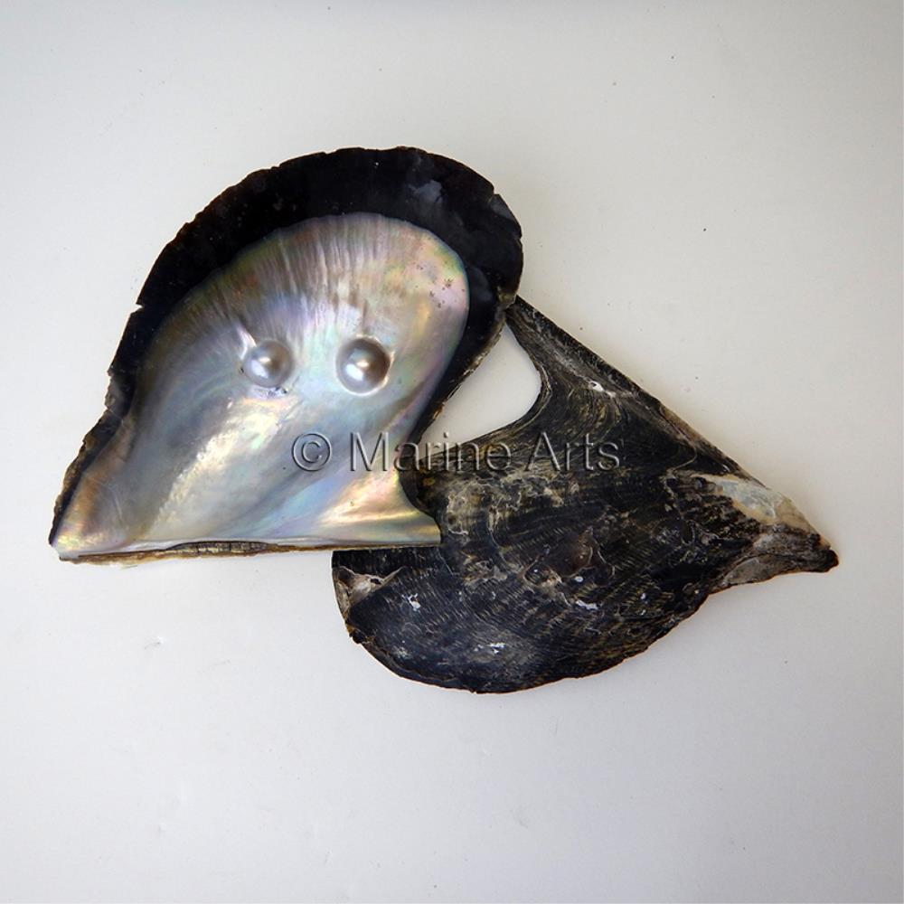 Mother of pearl brownlip half with two blister pearl