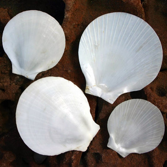 Amusium white half