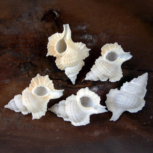 Apollon perca