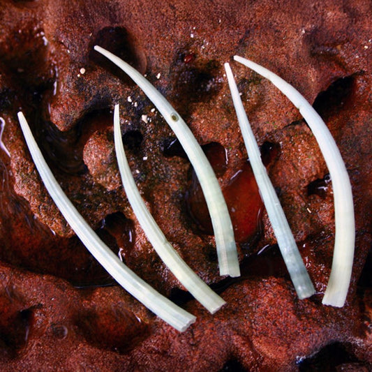 Dentalium aprinum