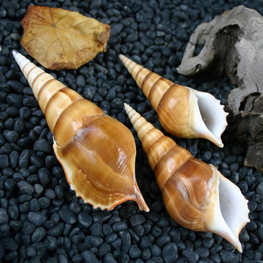 Tibia curta