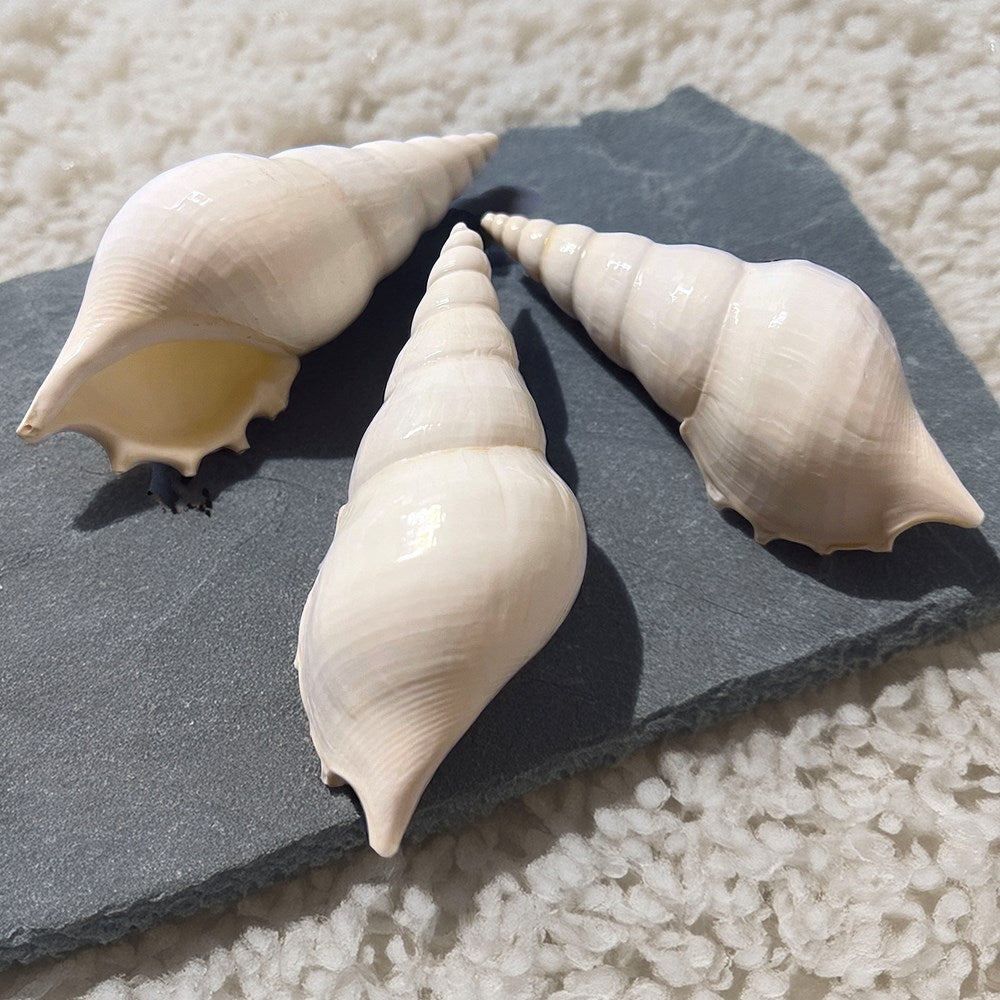 Tibia delicatula white