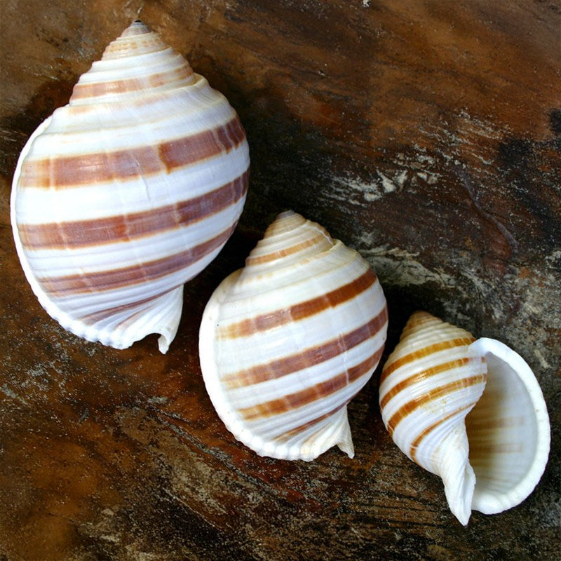 Tonna sulcosa