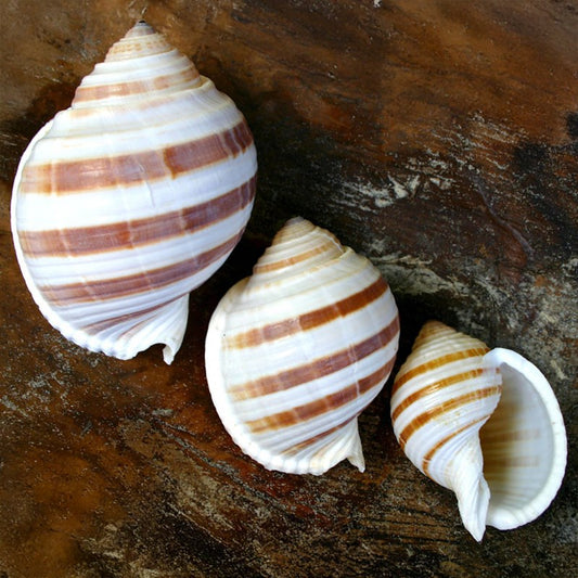 Tonna sulcosa
