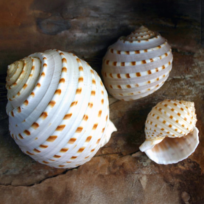 Tonna tesselata