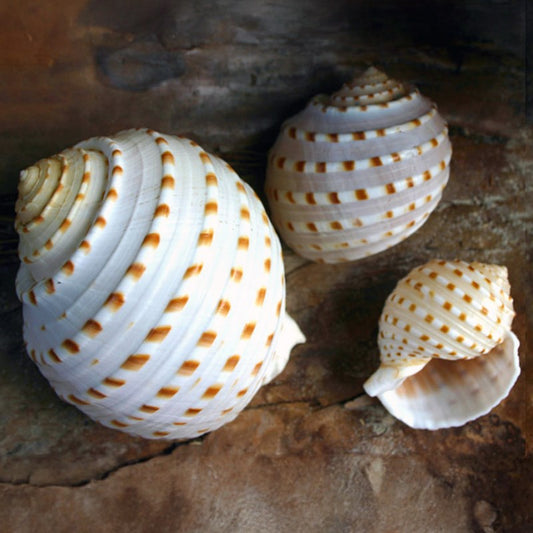 Tonna tesselata