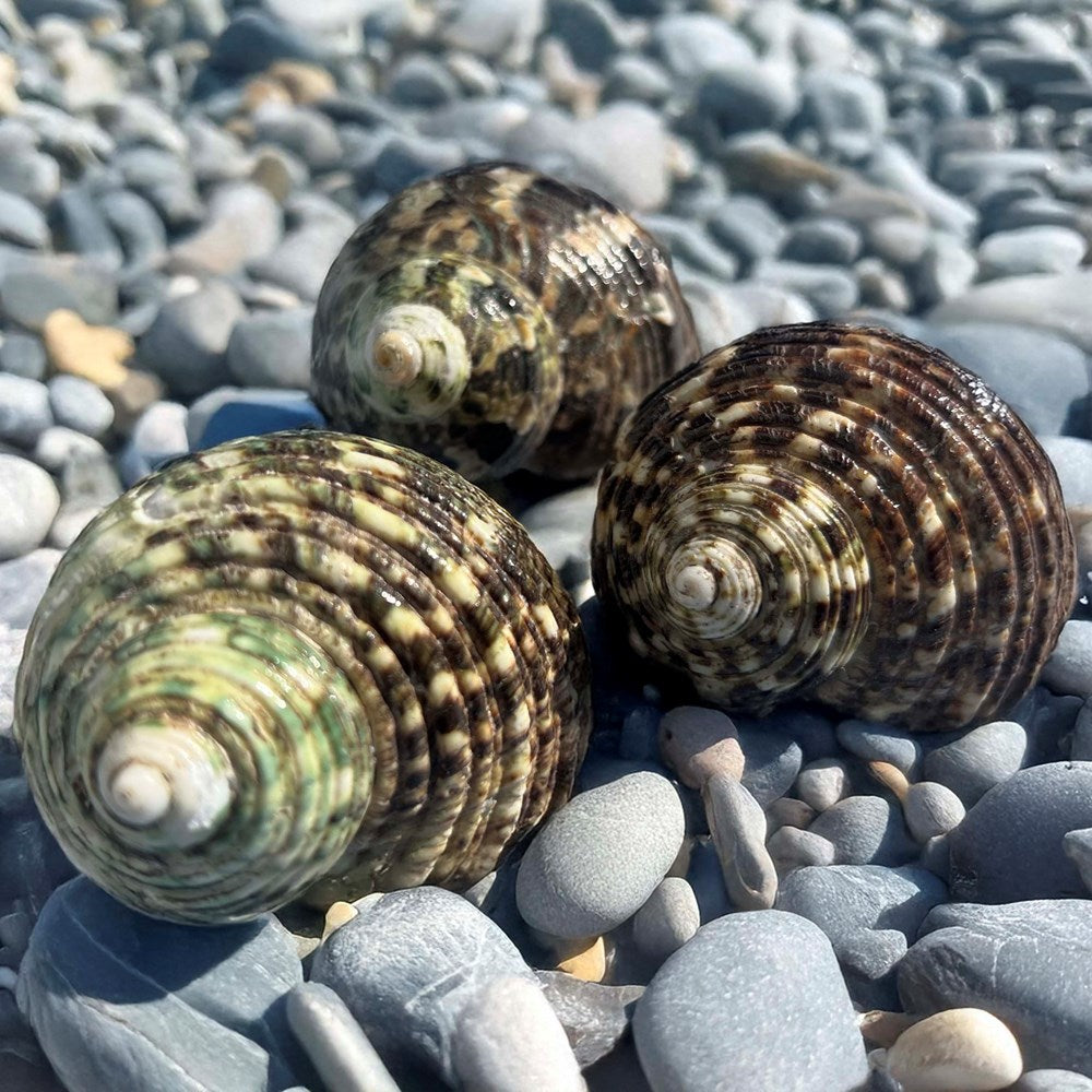 Buffed Shell Turbo setosus dark green buffed β Marine Arts