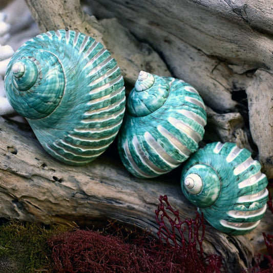 Turbo imperialis green pearl grooved