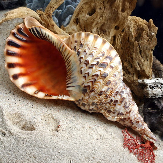 Charonia tritonis