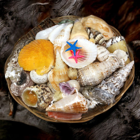 Shell basket large