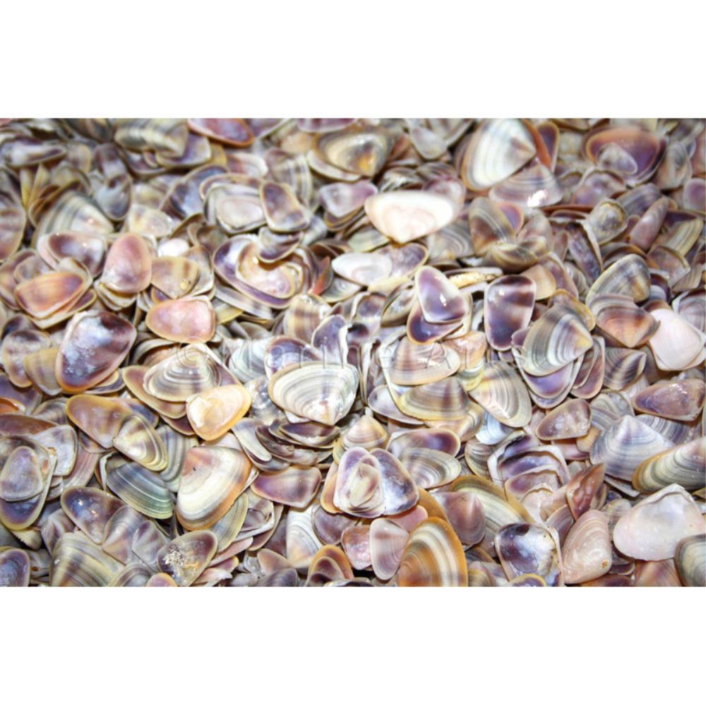 Donax small  (kg)