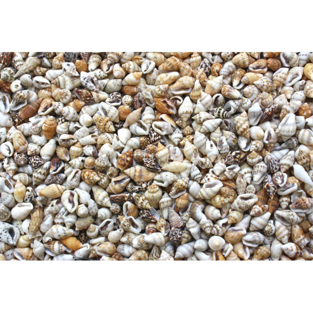 Nassa speckled  (kg)