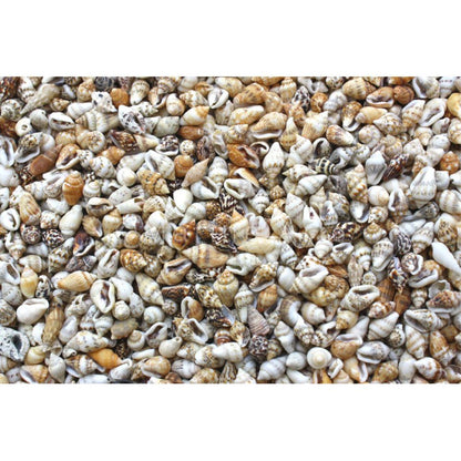 Nassa speckled  (kg)