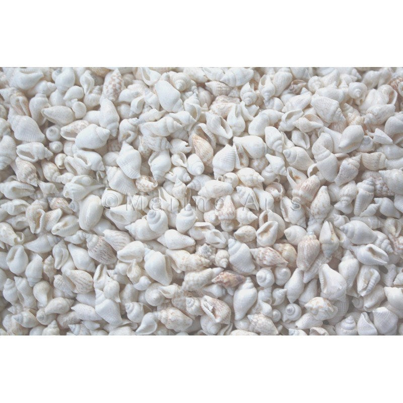 Nassa white  (kg)
