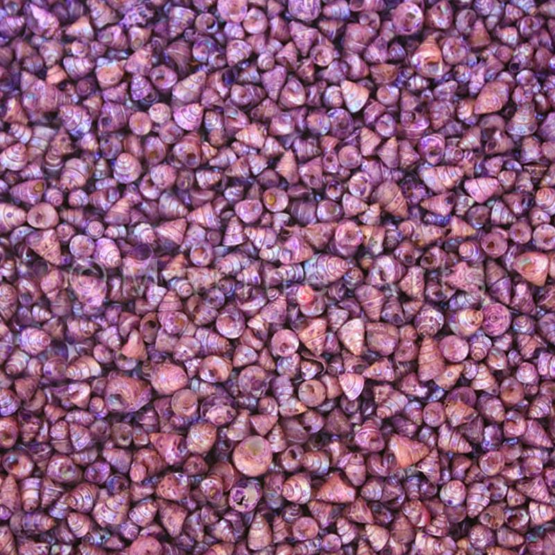 Trochus tiny pearled dyed purple  (kg)