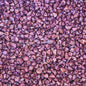 Trochus tiny pearled dyed purple  (kg)