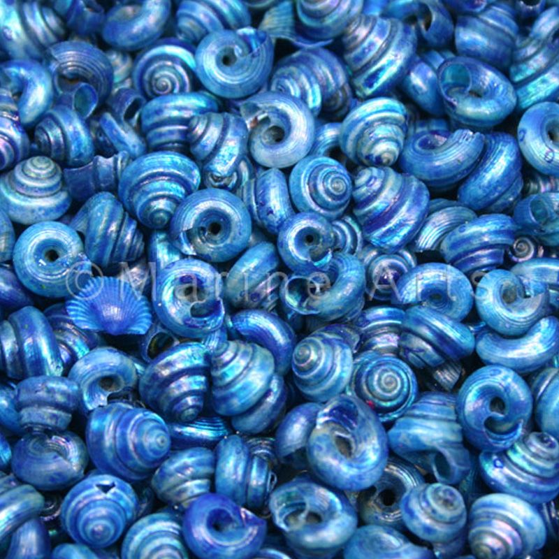 Turbo tiny pearled dyed blue  (kg)