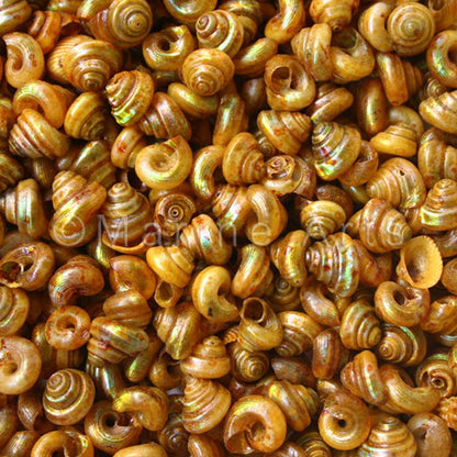 Turbo tiny pearled dyed gold  (kg)