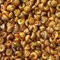 Turbo tiny pearled dyed gold  (kg)