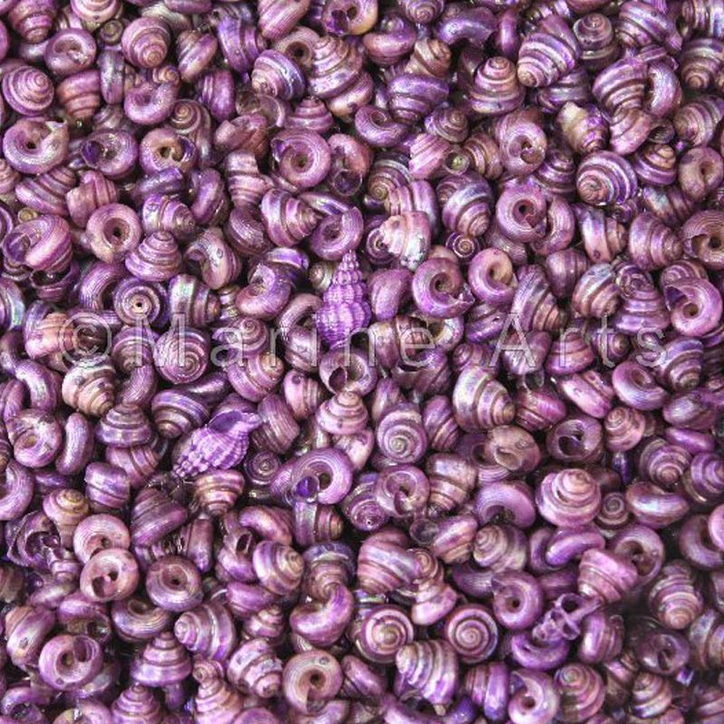 Turbo tiny pearled dyed purple  (kg)
