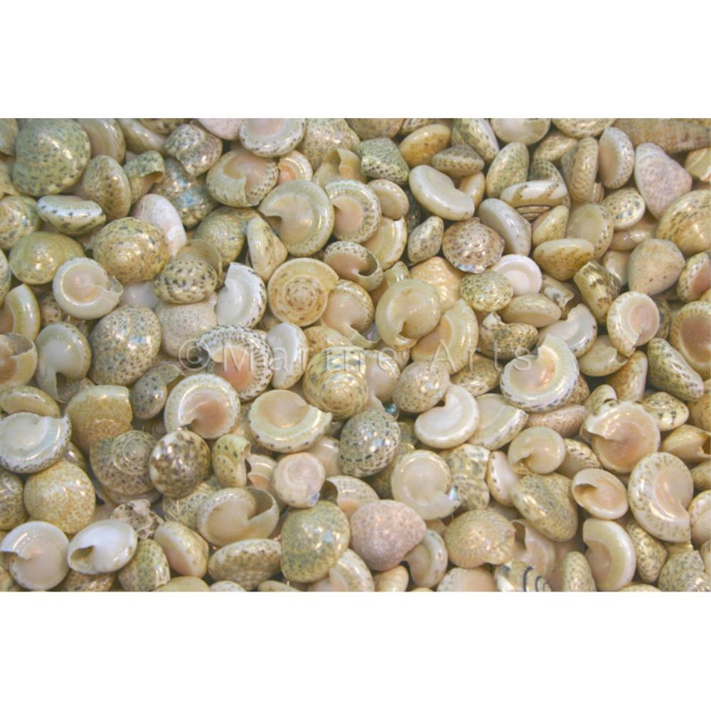 Umbonium cream white  (kg)