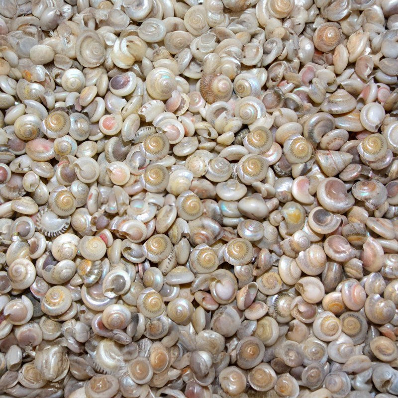 Umbonium pearled  (kg)