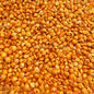 Umbonium dyed gold  (kg)
