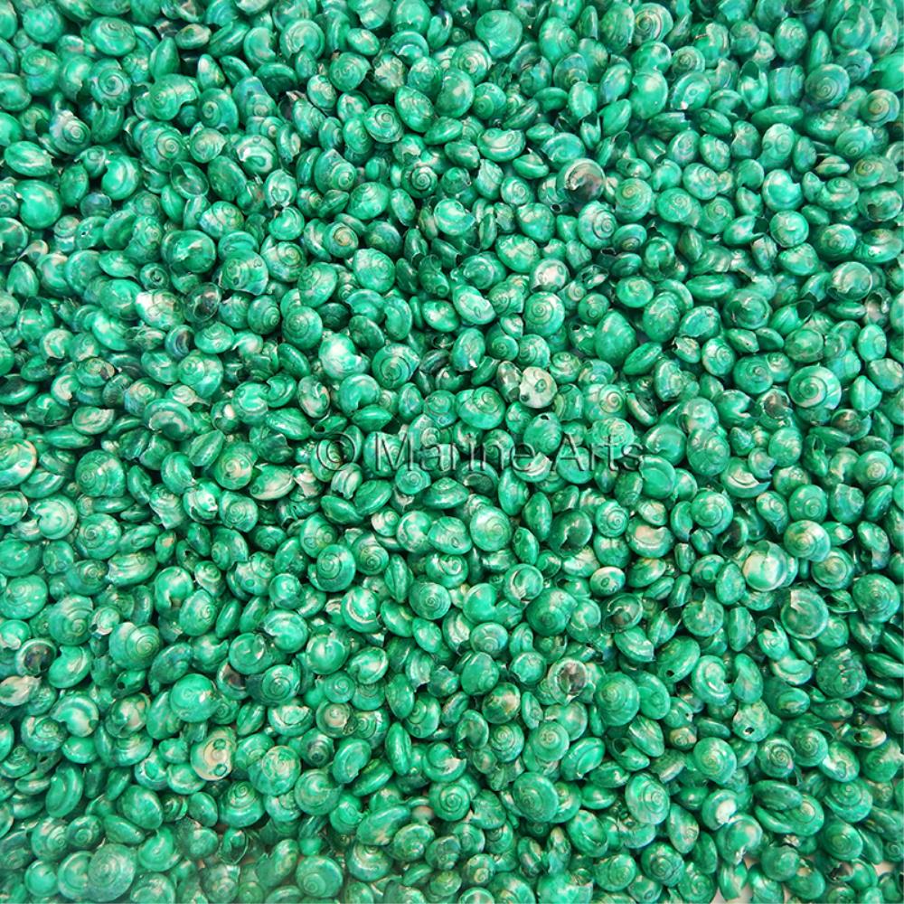 Umbonium dyed emerald green  (kg)