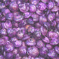 Umbonium dyed purple  (kg)